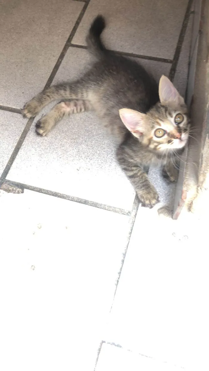 Gato ra a SRD-ViraLata idade Abaixo de 2 meses nome Lilica