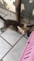 Lilica