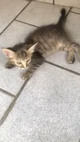 Lilica