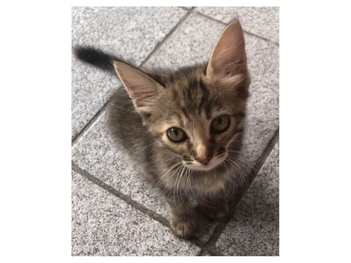 Gato ra a SRD-ViraLata idade Abaixo de 2 meses nome Lilica