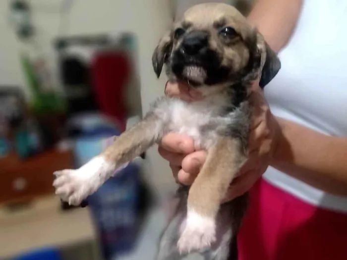 Cachorro ra a SRD-ViraLata idade Abaixo de 2 meses nome (Não Tem Nome)