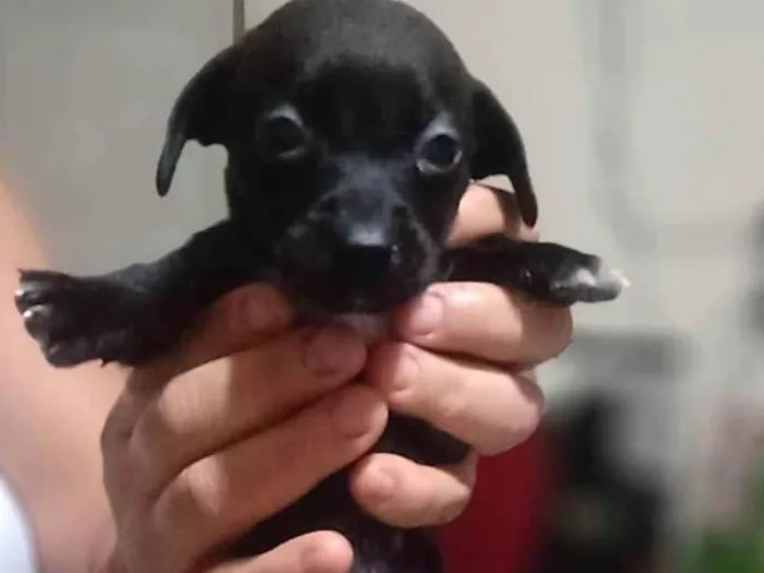 Cachorro ra a SRD-ViraLata idade Abaixo de 2 meses nome (Não Tem Nome)