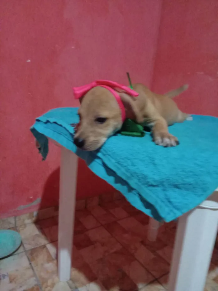 Cachorro ra a Comum idade 2 a 6 meses nome Lessi