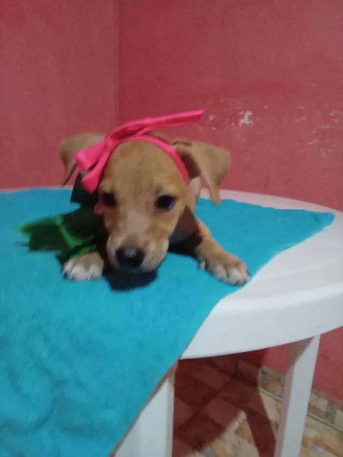 Cachorro ra a Comum idade 2 a 6 meses nome Lessi