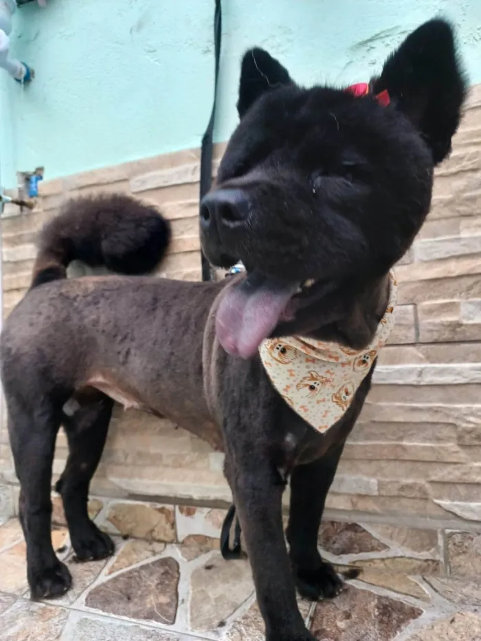 Cachorro ra a Chow Chow  idade 2 anos nome Pandora 