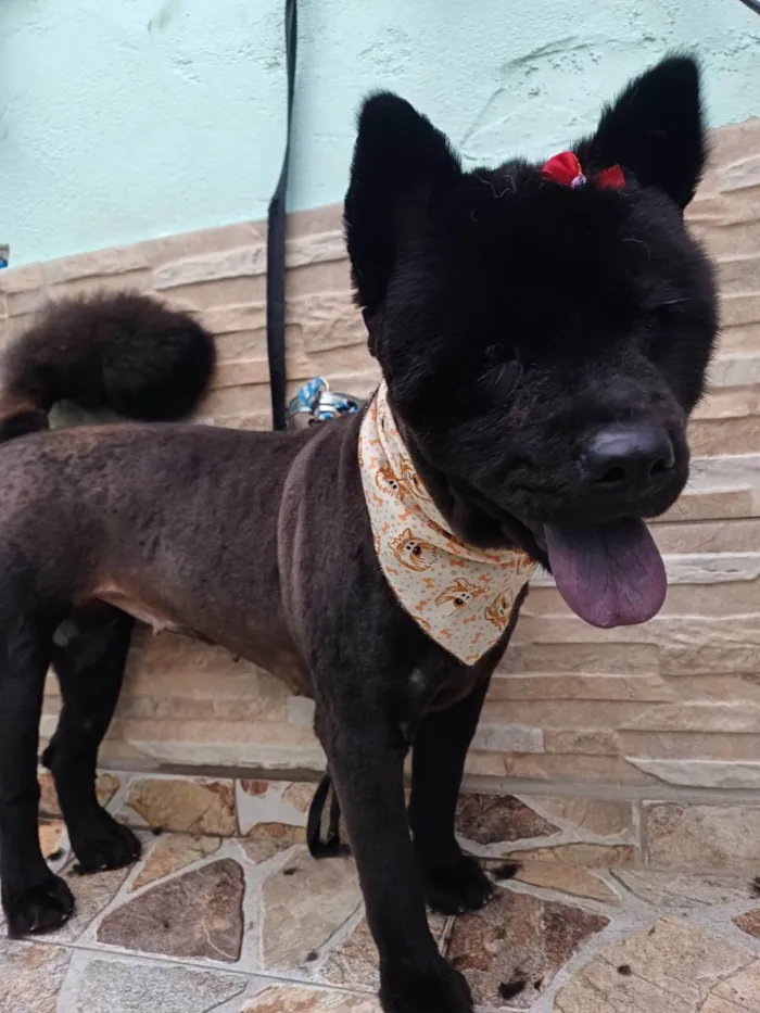 Cachorro ra a Chow Chow  idade 2 anos nome Pandora 