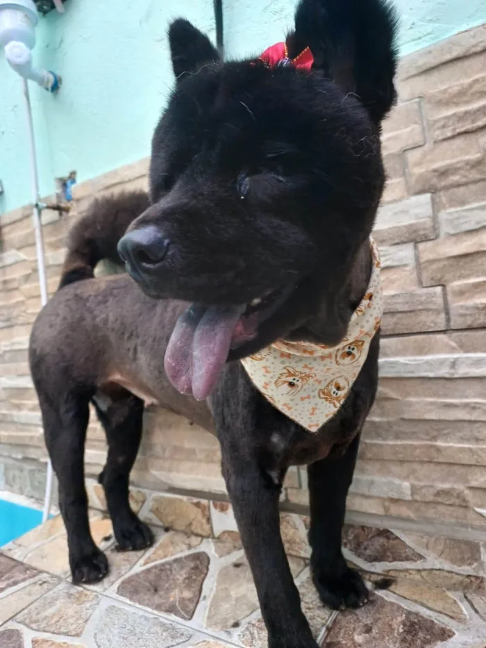 Cachorro ra a Chow Chow  idade 2 anos nome Pandora 