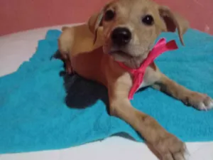 Cachorro raça Comum idade 2 a 6 meses nome Lessi