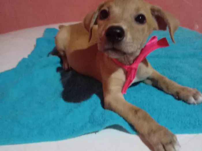 Cachorro ra a Comum idade 2 a 6 meses nome Lessi