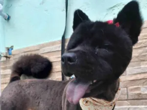 Cachorro raça Chow Chow  idade 2 anos nome Pandora 