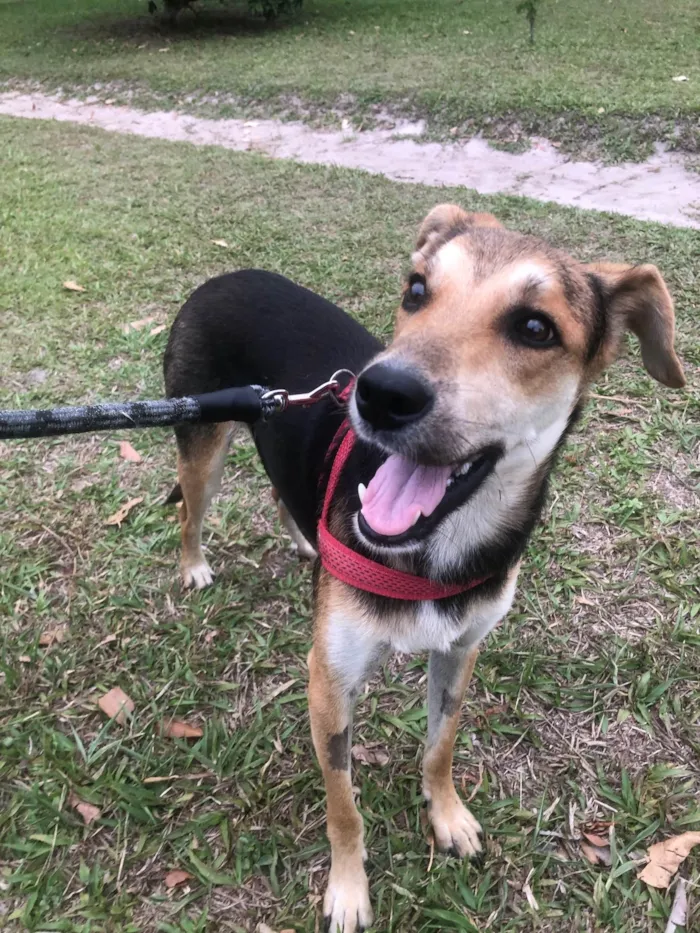 Cachorro ra a SRD-ViraLata idade 2 a 6 meses nome Não sei