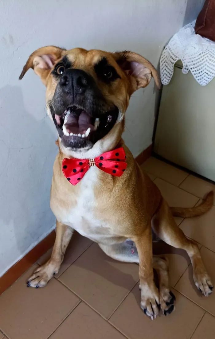 Cachorro ra a SRD-ViraLata idade 7 a 11 meses nome Kaeel