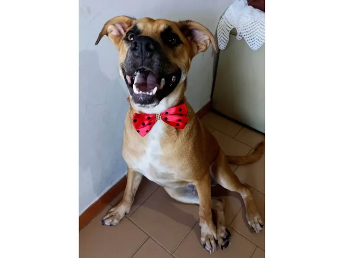 Cachorro ra a SRD-ViraLata idade 7 a 11 meses nome Kaeel