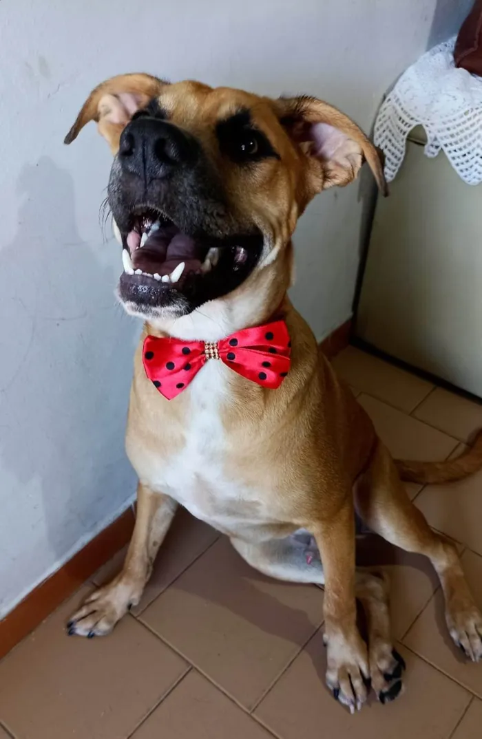 Cachorro ra a SRD-ViraLata idade 7 a 11 meses nome Kaeel