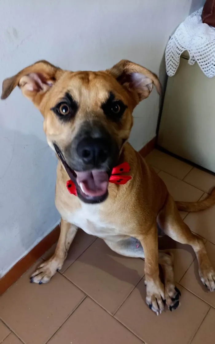 Cachorro ra a SRD-ViraLata idade 7 a 11 meses nome Kaeel
