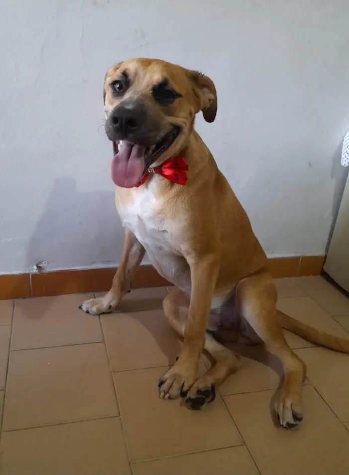 Cachorro ra a SRD-ViraLata idade 7 a 11 meses nome Kaeel