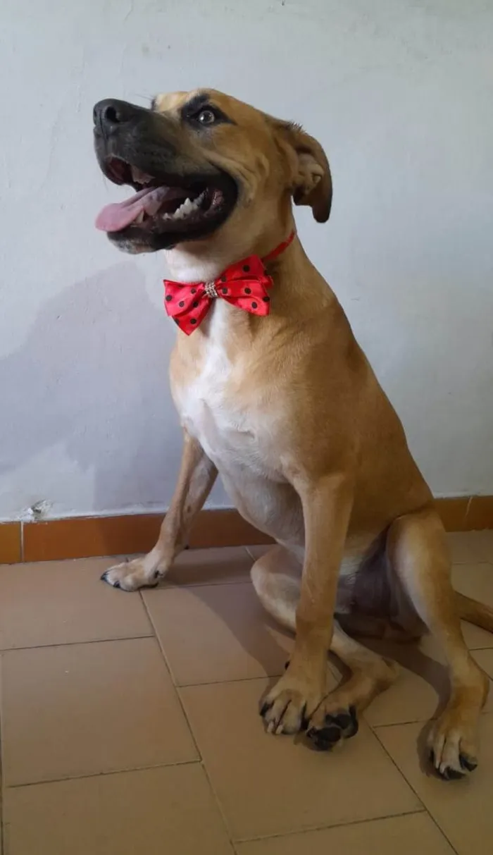 Cachorro ra a SRD-ViraLata idade 7 a 11 meses nome Kaeel