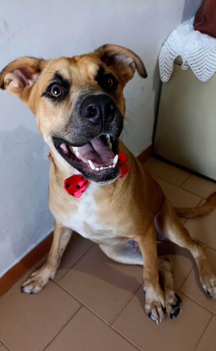 Cachorro ra a SRD-ViraLata idade 7 a 11 meses nome Kaeel