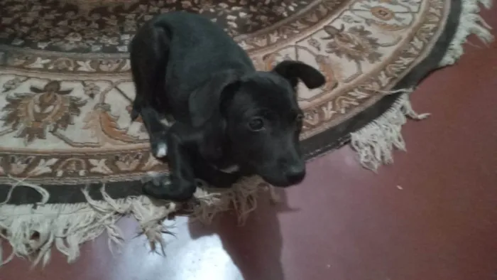 Cachorro ra a SRD-ViraLata idade 2 a 6 meses nome Blue