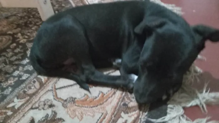 Cachorro ra a SRD-ViraLata idade 2 a 6 meses nome Blue