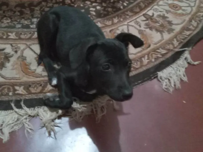 Cachorro ra a SRD-ViraLata idade 2 a 6 meses nome Blue