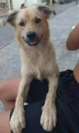 Thori