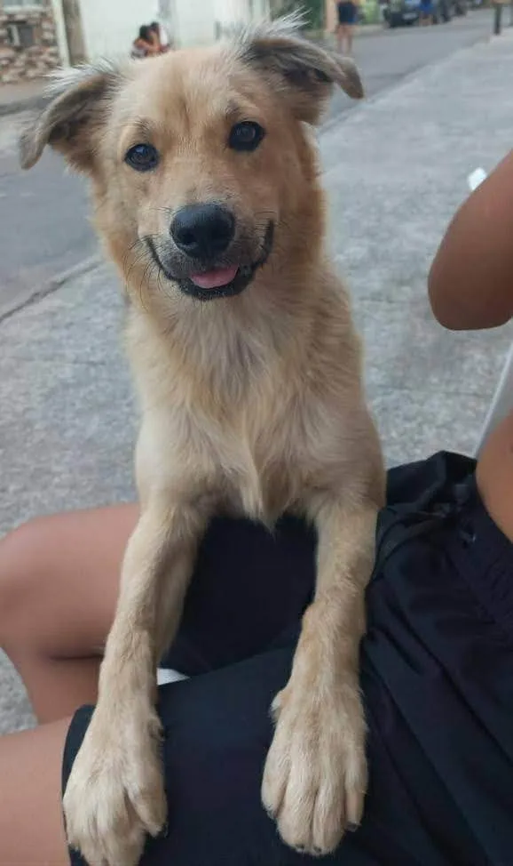 Cachorro ra a SRD-ViraLata idade 7 a 11 meses nome Thori