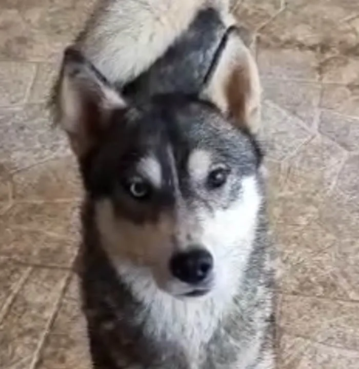 Cachorro ra a Akita idade 7 a 11 meses nome Eros