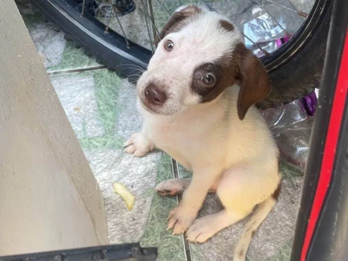 Cachorro ra a SRD-ViraLata idade 2 a 6 meses nome Machos