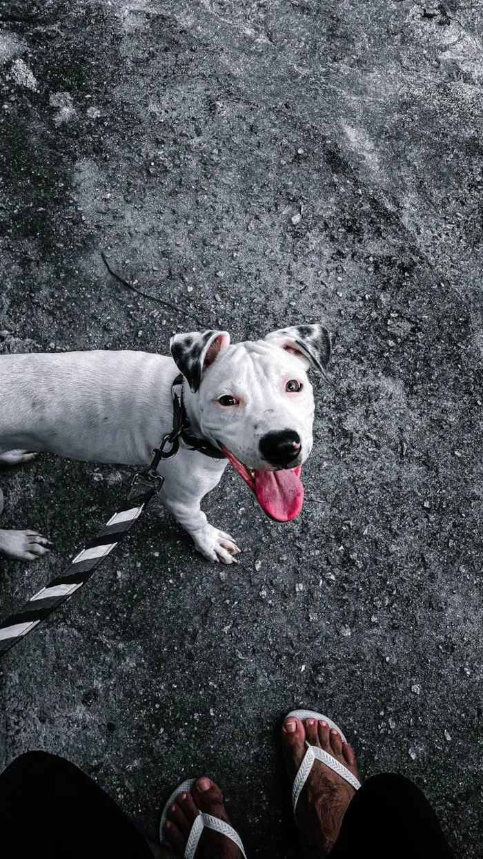 Cachorro ra a Pit-Bull idade 7 a 11 meses nome Logan