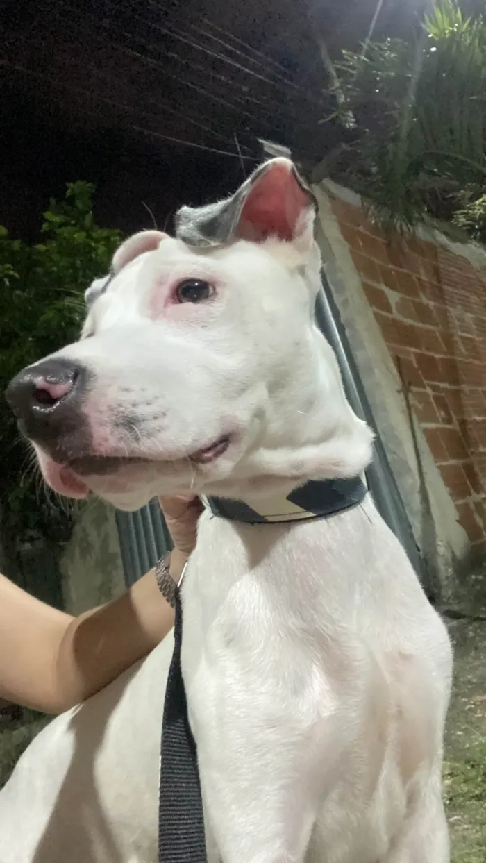 Cachorro ra a Pit-Bull idade 7 a 11 meses nome Logan
