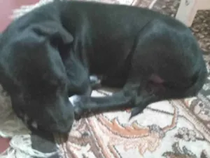 Cachorro raça SRD-ViraLata idade 2 a 6 meses nome Blue