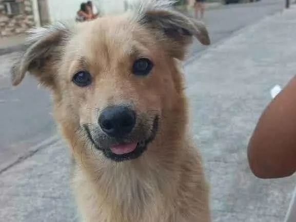 Cachorro ra a SRD-ViraLata idade 7 a 11 meses nome Thori