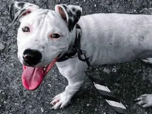 Cachorro raça Pit-Bull idade 7 a 11 meses nome Logan