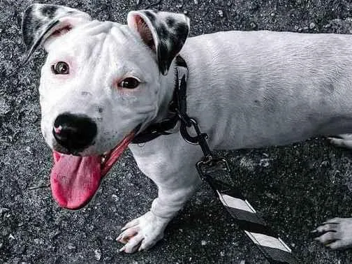Cachorro ra a Pit-Bull idade 7 a 11 meses nome Logan