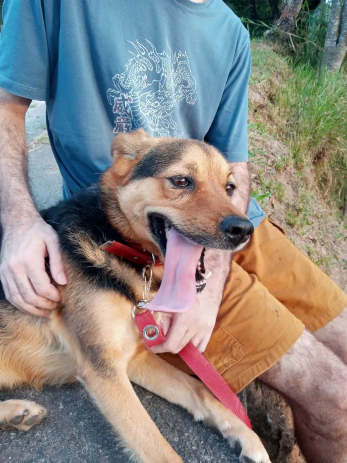 Cachorro ra a SRD-ViraLata idade 5 anos nome Andra