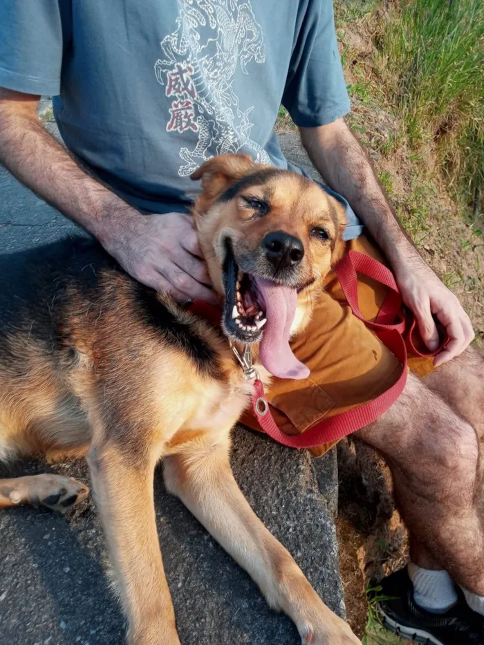 Cachorro ra a SRD-ViraLata idade 5 anos nome Andra