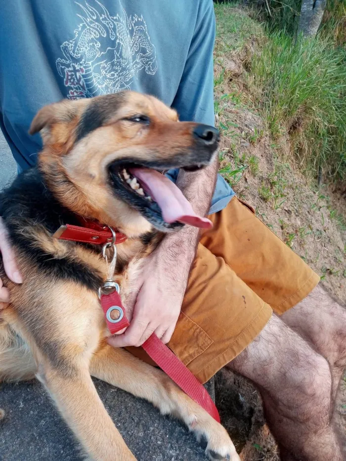 Cachorro ra a SRD-ViraLata idade 5 anos nome Andra