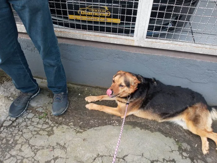 Cachorro ra a SRD-ViraLata idade 5 anos nome Andra