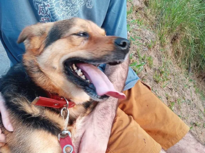 Cachorro ra a SRD-ViraLata idade 5 anos nome Andra