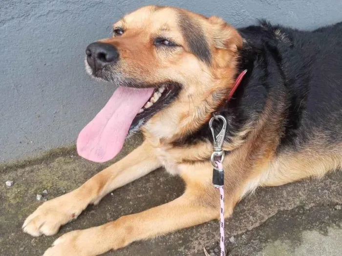 Cachorro ra a SRD-ViraLata idade 5 anos nome Andra