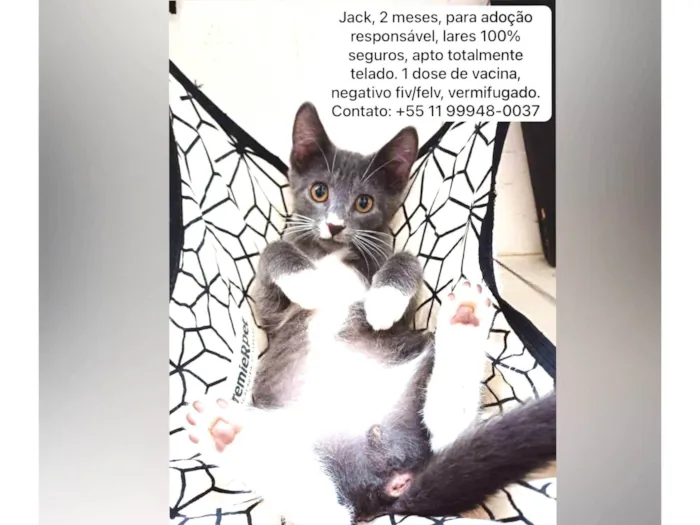 Gato ra a SRD-ViraLata idade Abaixo de 2 meses nome Jack