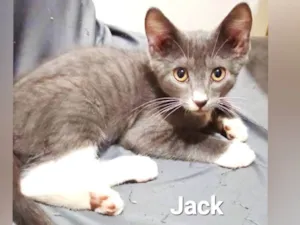 Gato raça SRD-ViraLata idade Abaixo de 2 meses nome Jack