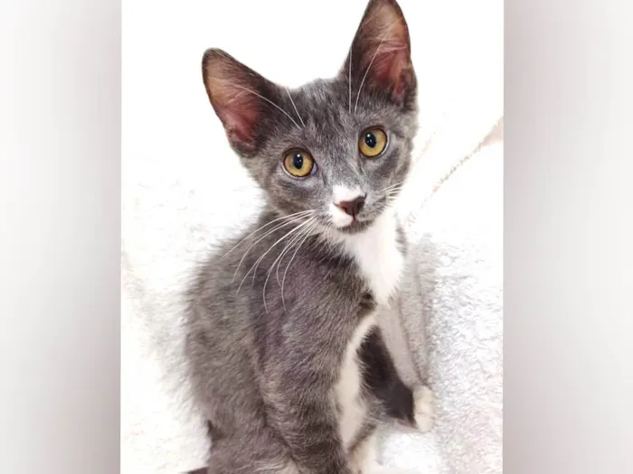 Gato ra a SRD-ViraLata idade Abaixo de 2 meses nome Jack