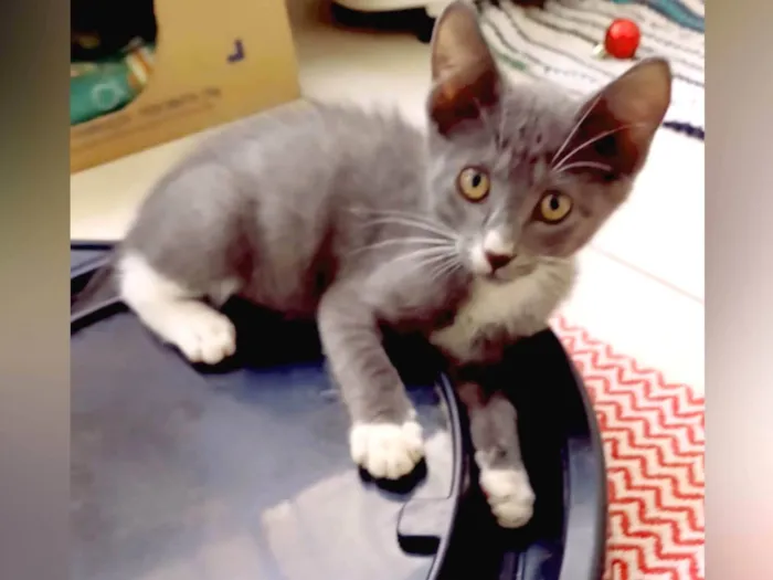 Gato ra a SRD-ViraLata idade Abaixo de 2 meses nome Jack