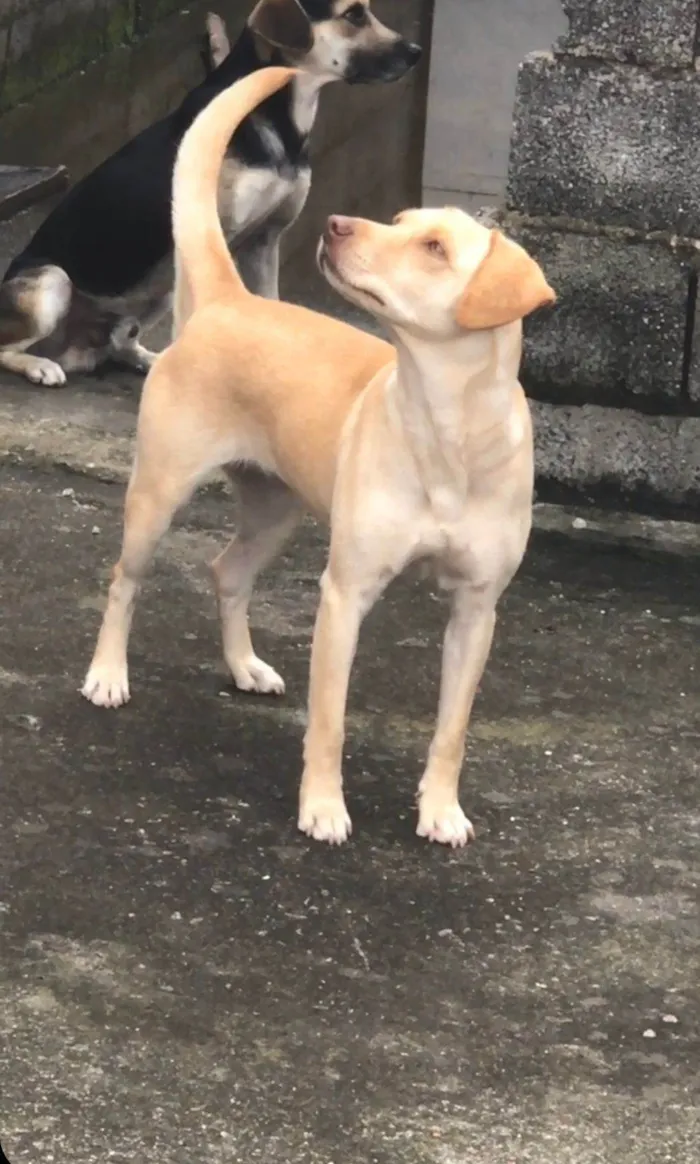 Cachorro ra a Ambos labrador idade 6 ou mais anos nome Betoven belinha