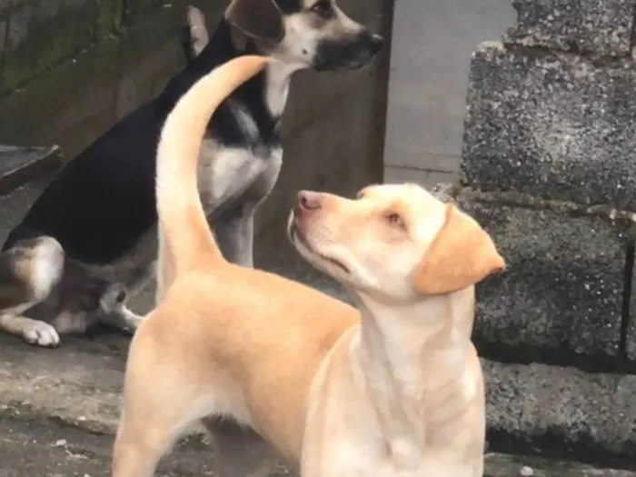 Cachorro ra a Ambos labrador idade 6 ou mais anos nome Betoven belinha