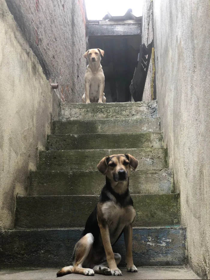 Cachorro ra a Ambos labrador idade 6 ou mais anos nome Betoven belinha