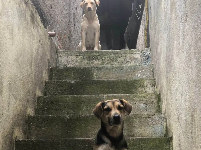 Cachorro ra a Ambos labrador idade 6 ou mais anos nome Betoven belinha