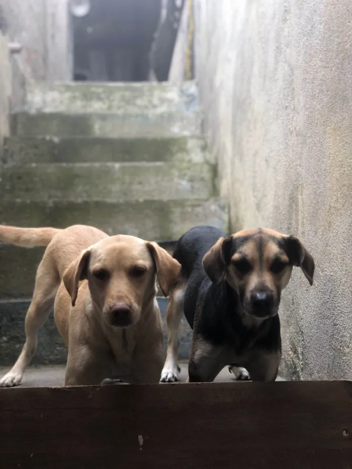 Cachorro ra a Ambos labrador idade 6 ou mais anos nome Betoven belinha